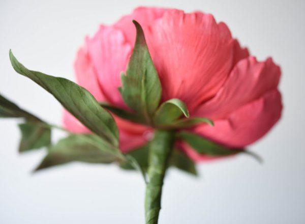 Suzanne Esper Peony 2